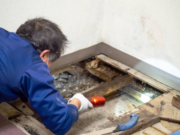 Best Mold Damage Repair  in Pelham, GA